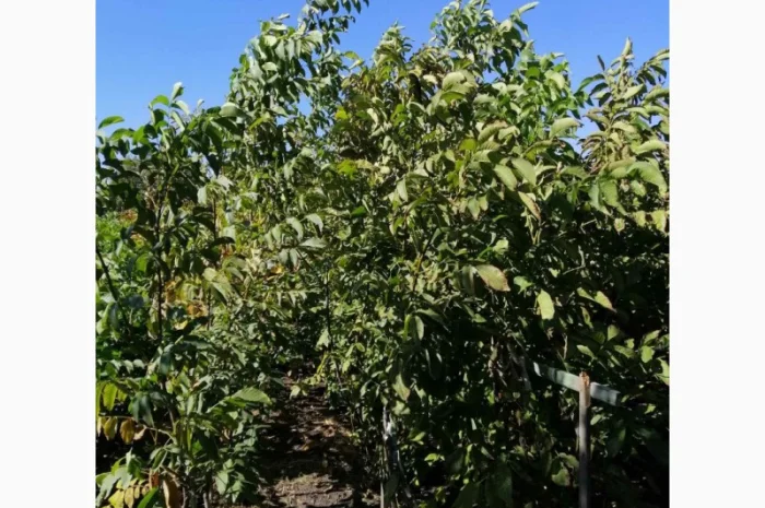 Привитые саженцы грецкого ореха- фото № 1