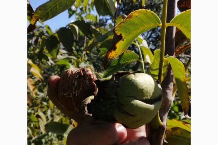 Привитые саженцы грецкого ореха- фото № 2