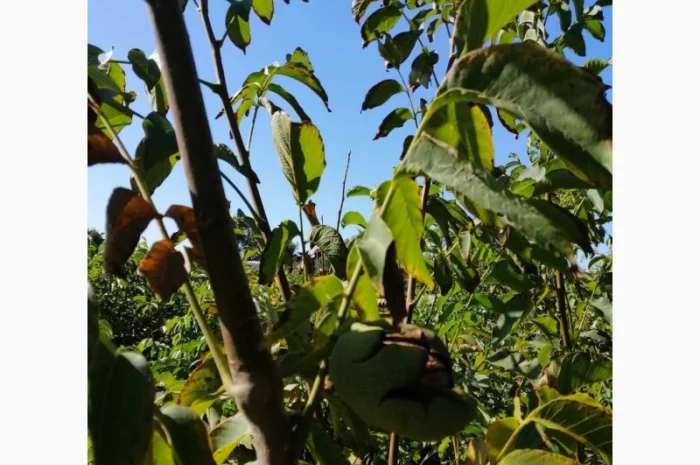 Привитые саженцы грецкого ореха- фото № 3