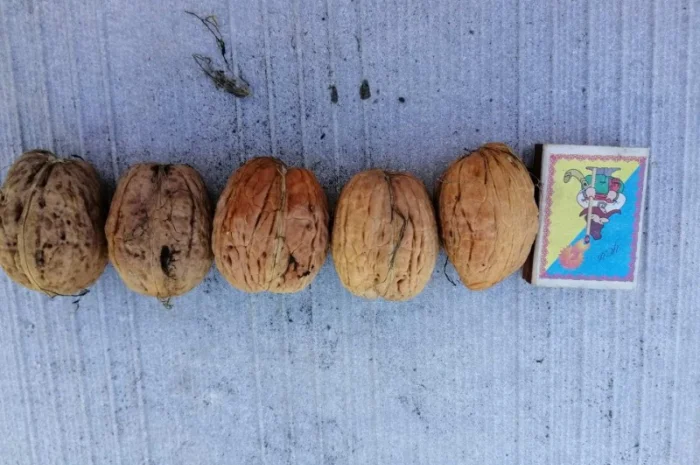 Привитые саженцы грецкого ореха- фото № 4