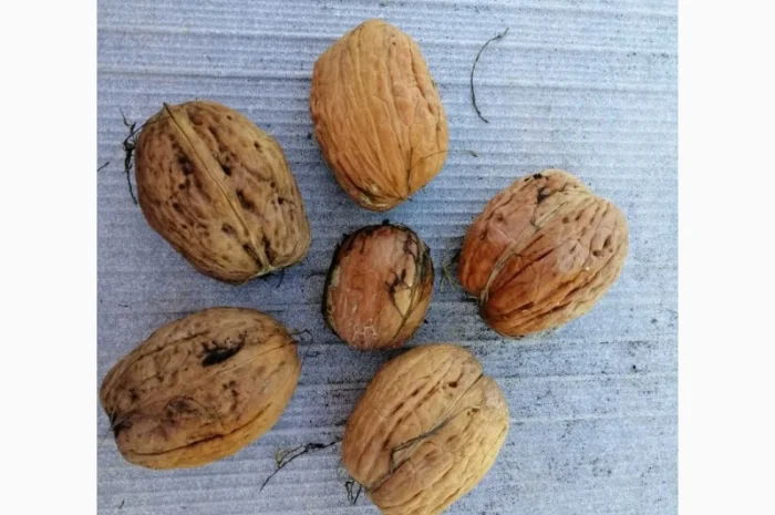 Привитые саженцы грецкого ореха- фото № 5