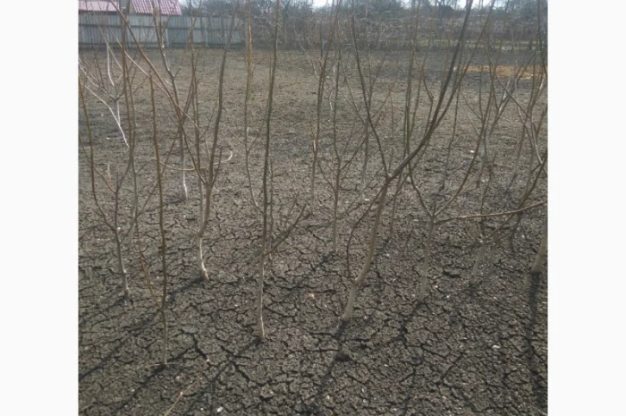 Продаем саженцы скороплодного грецкого ореха "Узбекский скороплодный"- фото № 4