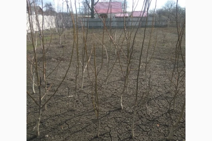 Продаем саженцы скороплодного грецкого ореха "Узбекский скороплодный"- фото № 2