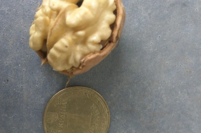 Продаем саженцы скороплодного грецкого ореха "Узбекский скороплодный"- фото № 1