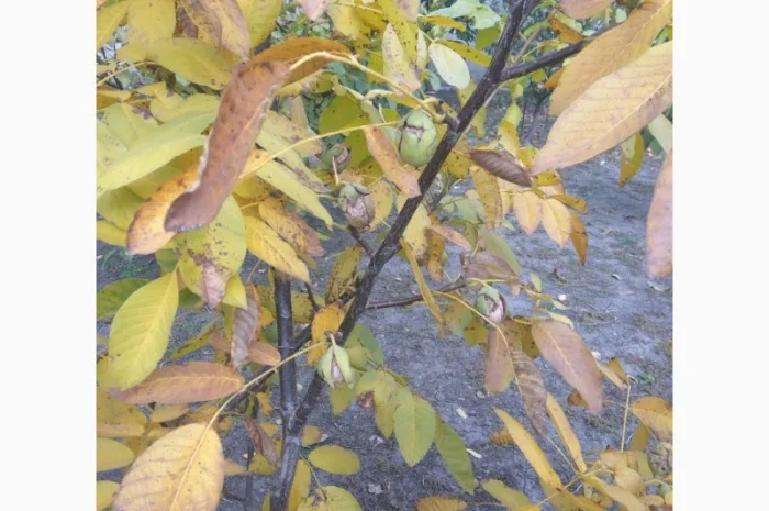 Продаем саженцы скороплодного грецкого ореха "Узбекский скороплодный"- фото № 3