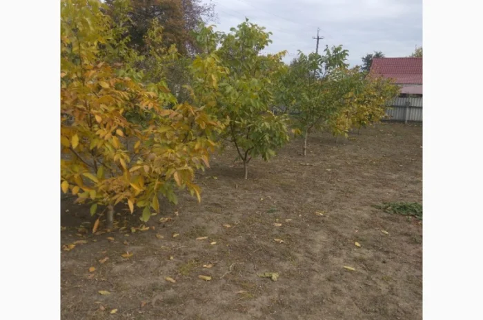 Продаем саженцы скороплодного грецкого ореха "Узбекский скороплодный"- фото № 5