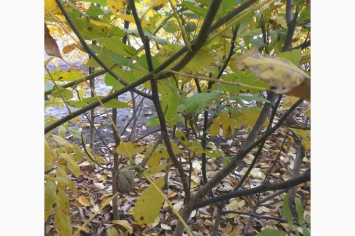 Продаем саженцы скороплодного грецкого ореха "Узбекский скороплодный"- фото № 6