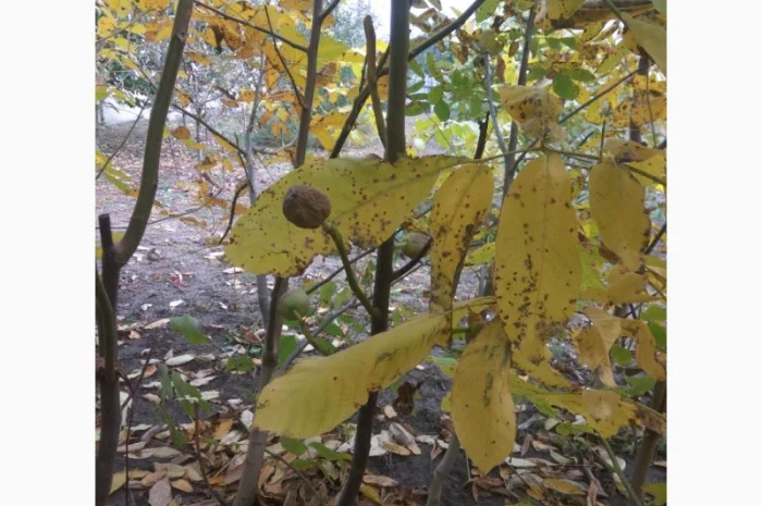 Продаем саженцы скороплодного грецкого ореха "Узбекский скороплодный"- фото № 7