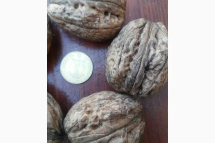 Саженцы грецкого ореха- фото № 1