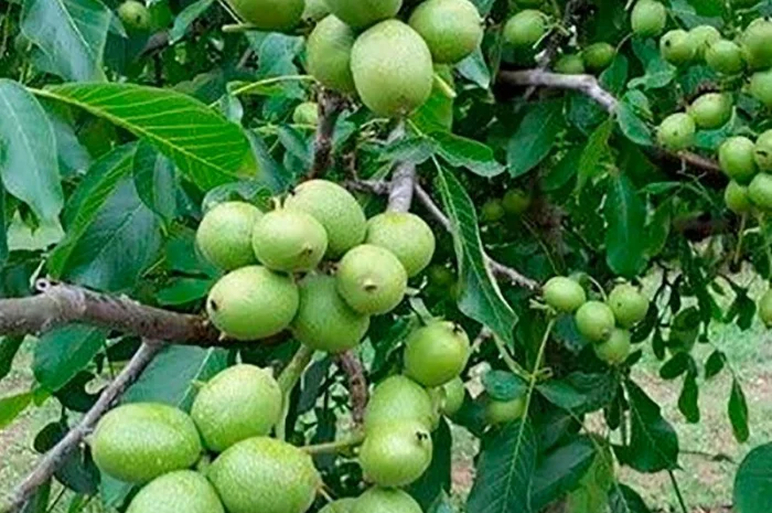 Саженцы грецкого ореха- фото № 2