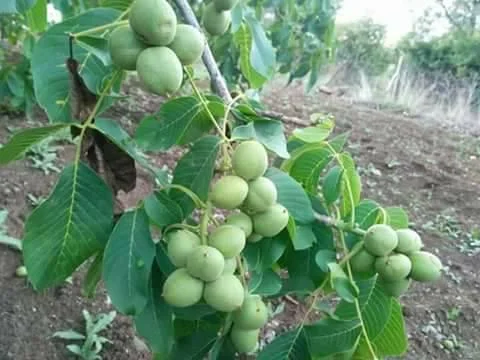 Саженцы грецкого ореха- фото № 3