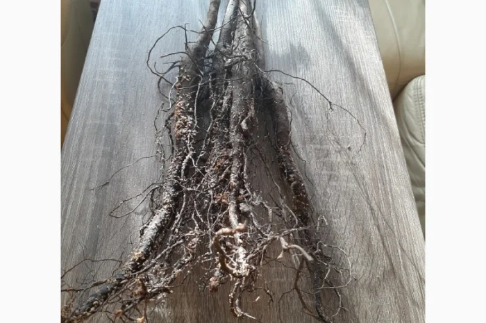 Саженцы грецкого ореха- фото № 4