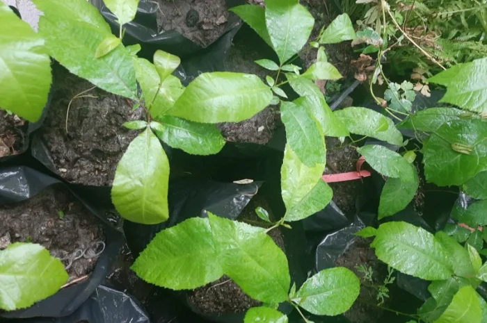 Саженцы Пекана 1, 5 лет 2шт- фото № 1