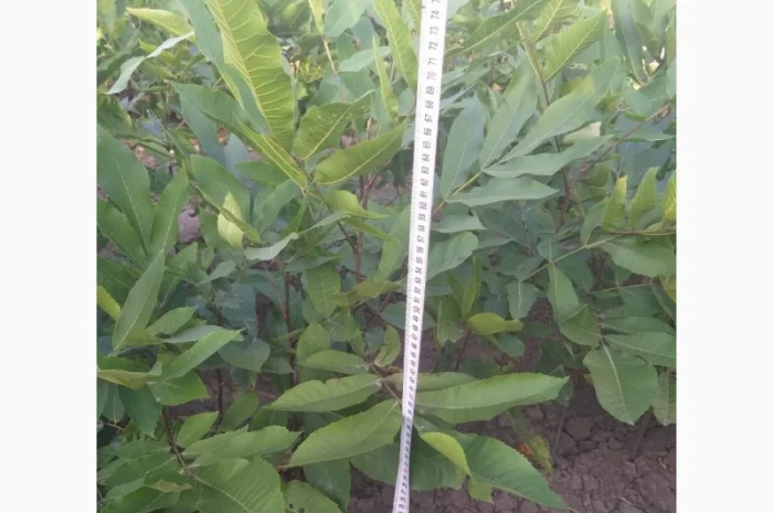 Саженцы Пекана 1, 5 лет 2шт- фото № 2