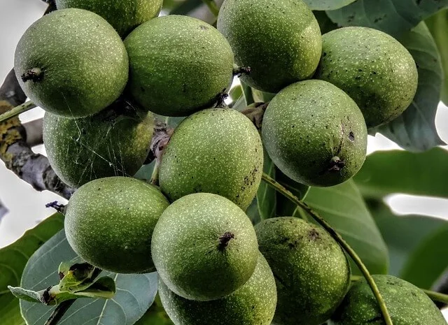 Саженцы грецкого ореха Клишковский- фото № 1