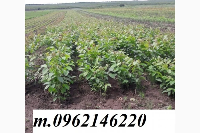 Саженцы грецкого ореха Клишковский- фото № 2