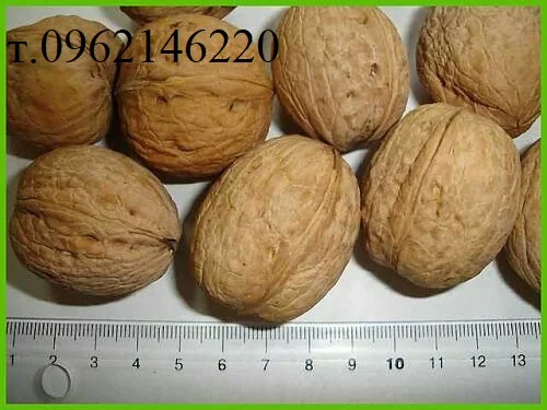 Саджанці Грецького Горіха Буковинський -1- фото № 1