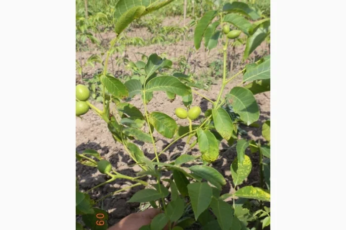 Саджанці Грецького Горіха Буковинський -1- фото № 2