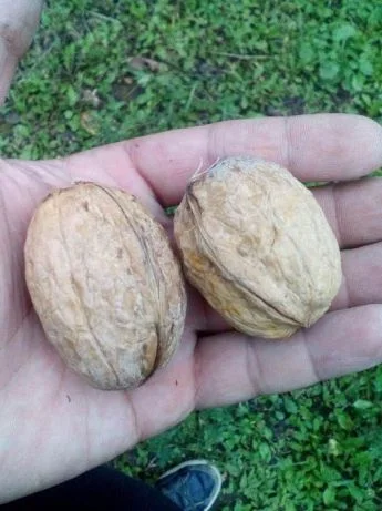 Саджанці Грецького Горіха Буковинський -1- фото № 3