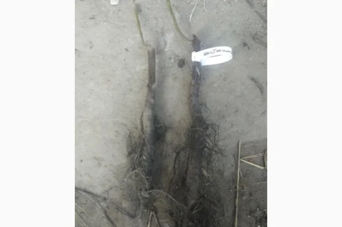 Саженцы привитого грецкого ореха Костюженский- фото № 1