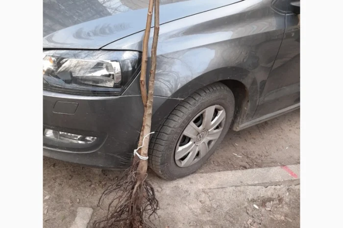 Саженцы ореха ЯЦЕК- фото № 1