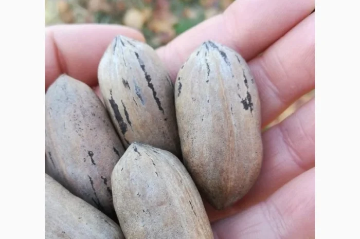 Саженцы ореха Пекан, 2 шт- фото № 1