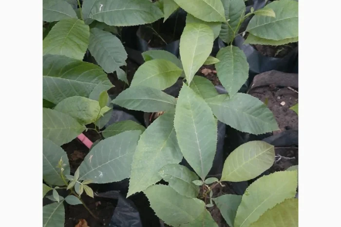 Саженцы ореха Пекан, 2 шт- фото № 2