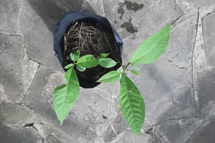 Саженцы ореха Пекан, 2 шт- фото № 3