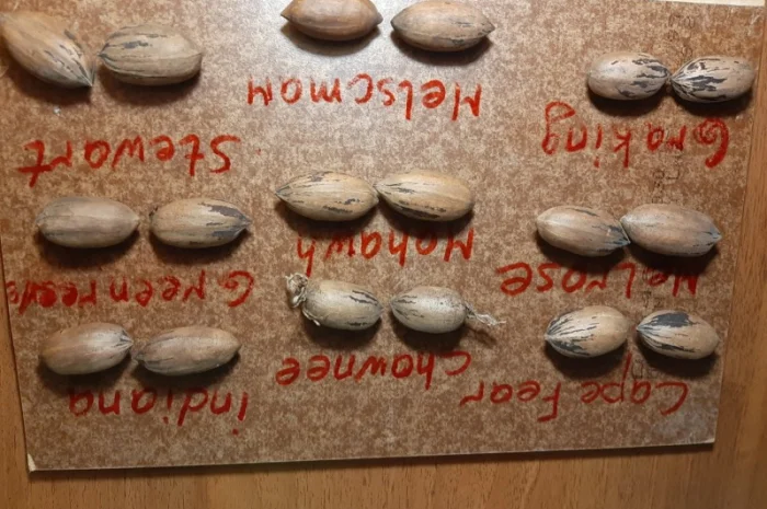 Саженцы ореха Пекан, 2 шт- фото № 4