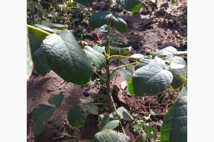 Продаю саженцы ореха, до 1 метра- фото № 2