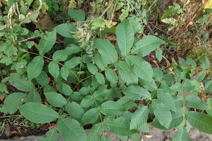 Продаю саженцы ореха, до 1 метра- фото № 3