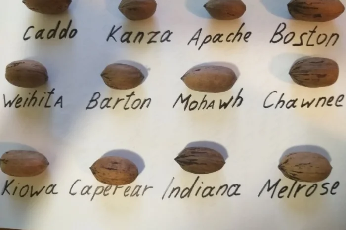 Саженцы Пекана, 3 лет. АКЦИЯ- фото № 2