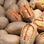 Саженцы Пекана, 3 лет. АКЦИЯ- фото № 3