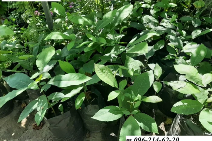 Орех пекан- фото № 1