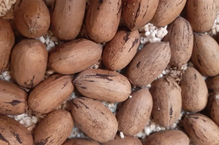 Орех пекан- фото № 2