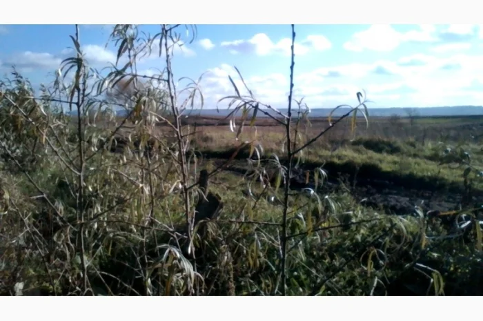 Саджанці обліпихи Либідь, Єлизавета, Велетень- фото № 1