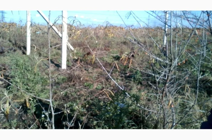 Саджанці обліпихи Либідь, Єлизавета, Велетень- фото № 2