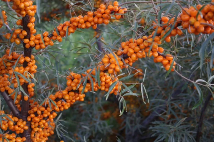Обліпиха облепиха крупноплодна саженцы сорт Чуйская є Дорослі саджанці хлопчики та дівчата- фото № 1