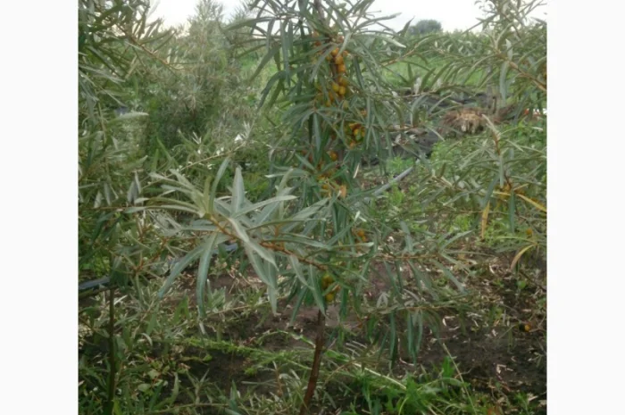 Продаются саженцы облепихи крупноплодной сорта Чуйская- фото № 10