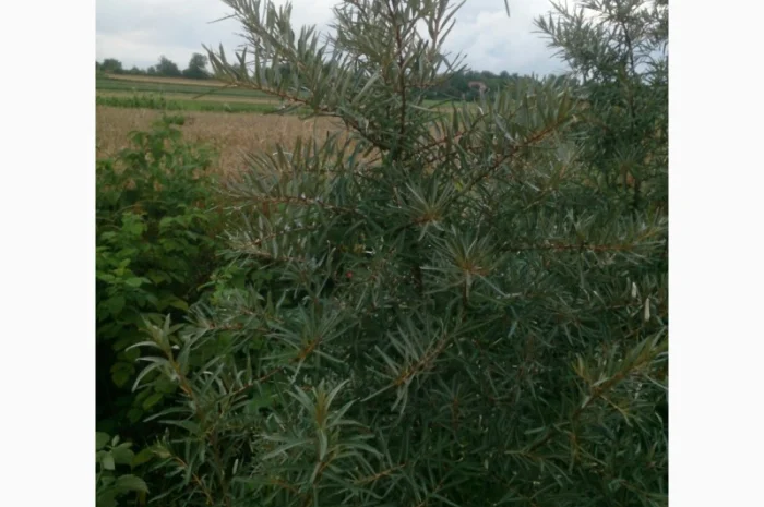 Обліпиха облепиха крупноплодна саженцы сорт Чуйская є Дорослі саджанці хлопчики та дівчата- фото № 10