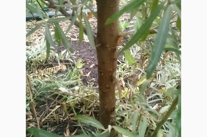 Обліпиха облепиха крупноплодна саженцы сорт Чуйская є Дорослі саджанці хлопчики та дівчата- фото № 11