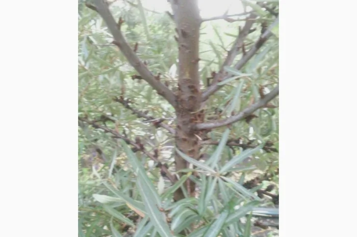 Обліпиха облепиха крупноплодна саженцы сорт Чуйская є Дорослі саджанці хлопчики та дівчата- фото № 12