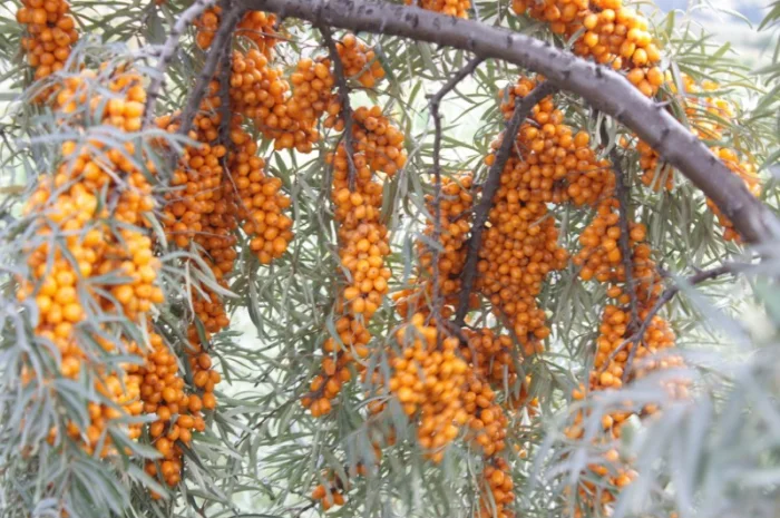 Обліпиха облепиха крупноплодна саженцы сорт Чуйская є Дорослі саджанці хлопчики та дівчата- фото № 3