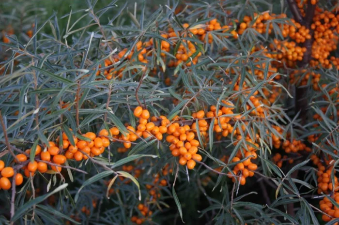 Обліпиха облепиха крупноплодна саженцы сорт Чуйская є Дорослі саджанці хлопчики та дівчата- фото № 6