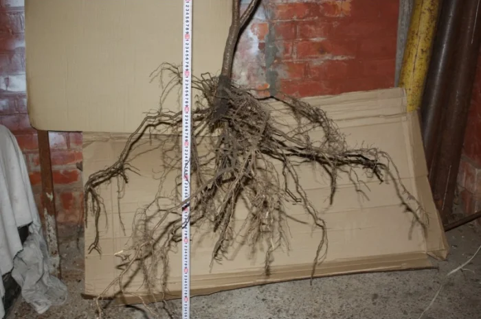 Обліпиха облепиха крупноплодна саженцы сорт Чуйская є Дорослі саджанці хлопчики та дівчата- фото № 8