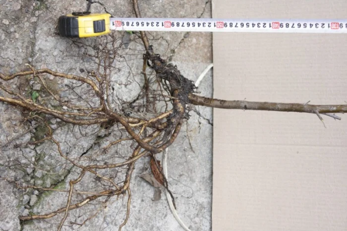 Обліпиха облепиха крупноплодна саженцы сорт Чуйская є Дорослі саджанці хлопчики та дівчата- фото № 9