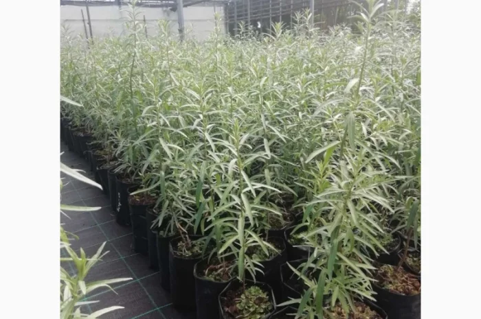 Саджанці обліпихи. Клара, Мара, Дора, Єва, Лейкора- фото № 4