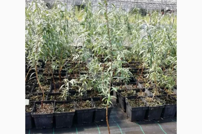 Саджанці обліпихи. Клара, Мара, Дора, Єва, Лейкора- фото № 5