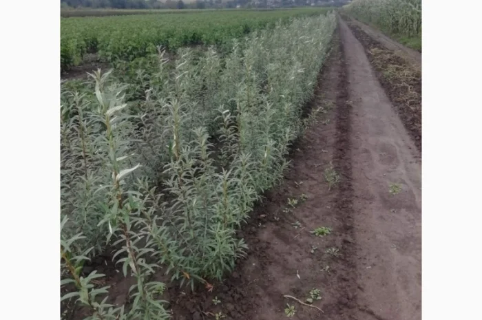 Саджанці обліпихи. Клара, Мара, Дора, Єва, Лейкора- фото № 6