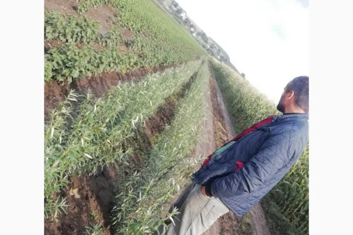 Саджанці обліпихи. Клара, Мара, Дора, Єва, Лейкора- фото № 7